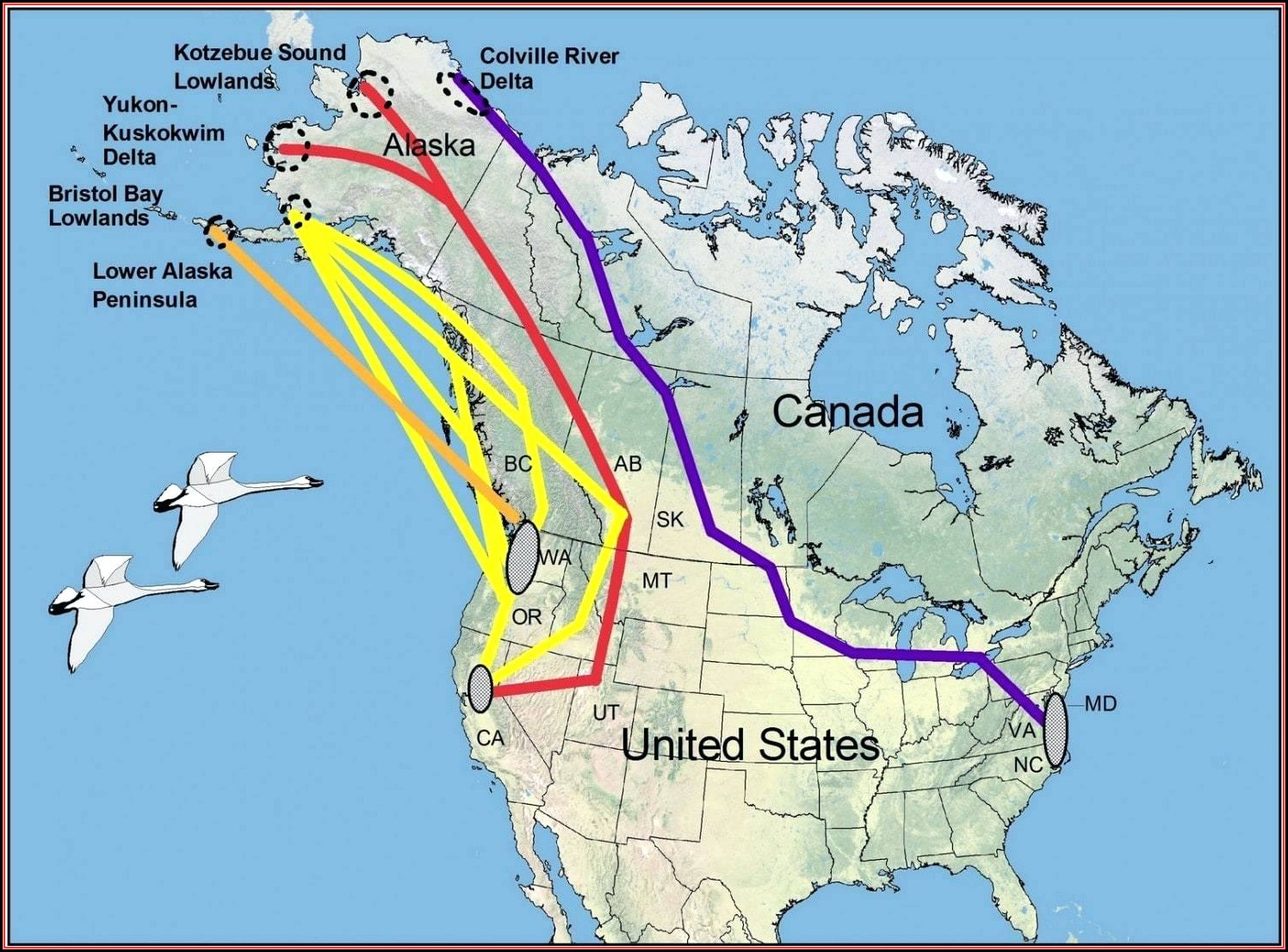 Bird Migration Map North America