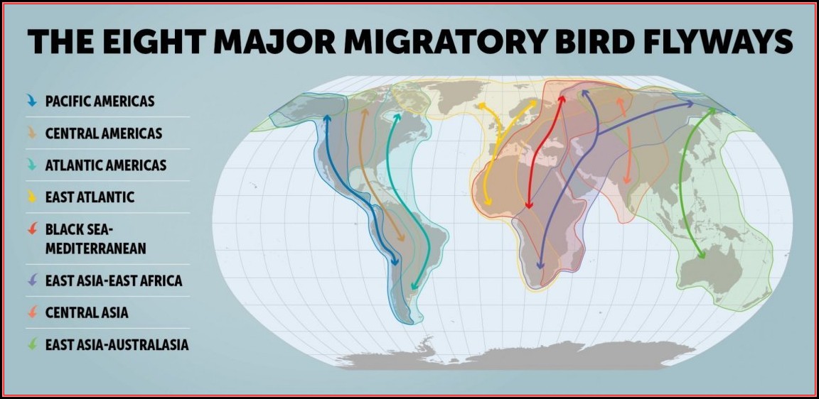 Bird Migration Maps North America