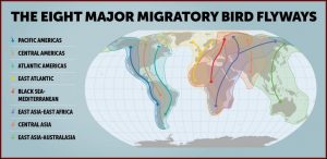 Bird Migration Maps North America