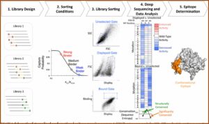 Conformational Epitope Mapping