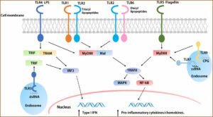 T Cell Epitope Mapping For The Design Of Powerful Vaccines