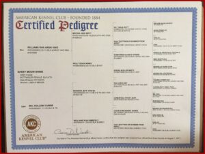 Florida Birth Certificate Apostille Form