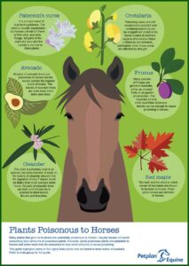 Petplan Equine Claim Form Download